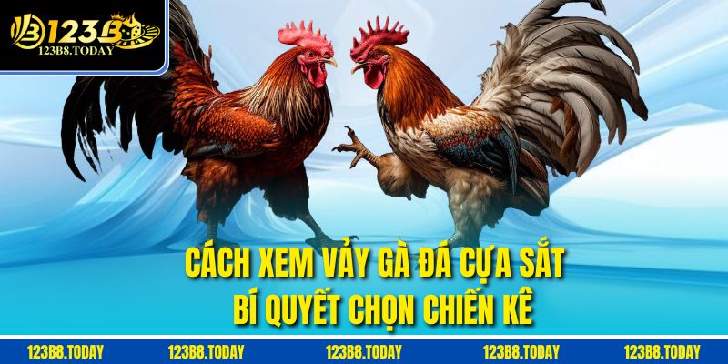 Cách Xem Vảy Gà Đá Cựa Sắt – Bí Quyết Chọn Chiến Kê