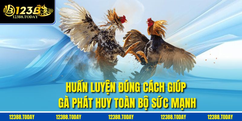 Huấn luyện đúng cách giúp gà phát huy toàn bộ sức mạnh