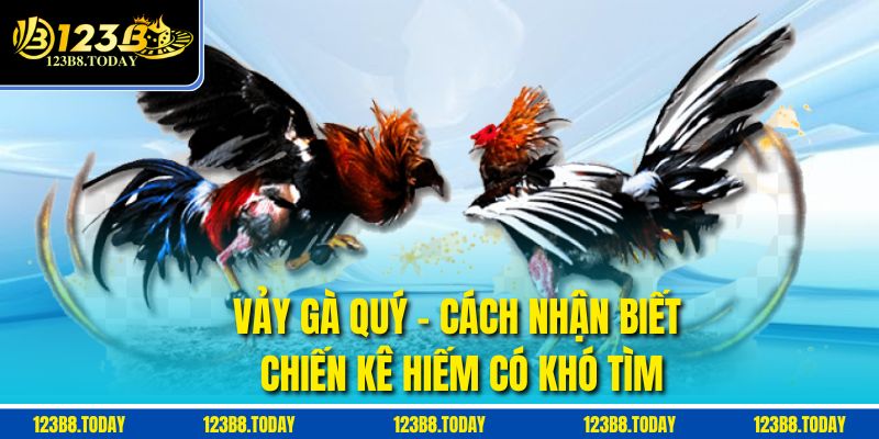 Vảy Gà Quý – Cách Nhận Biết Chiến Kê Hiếm Có Khó Tìm